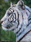 Panthera tigris, acrlico